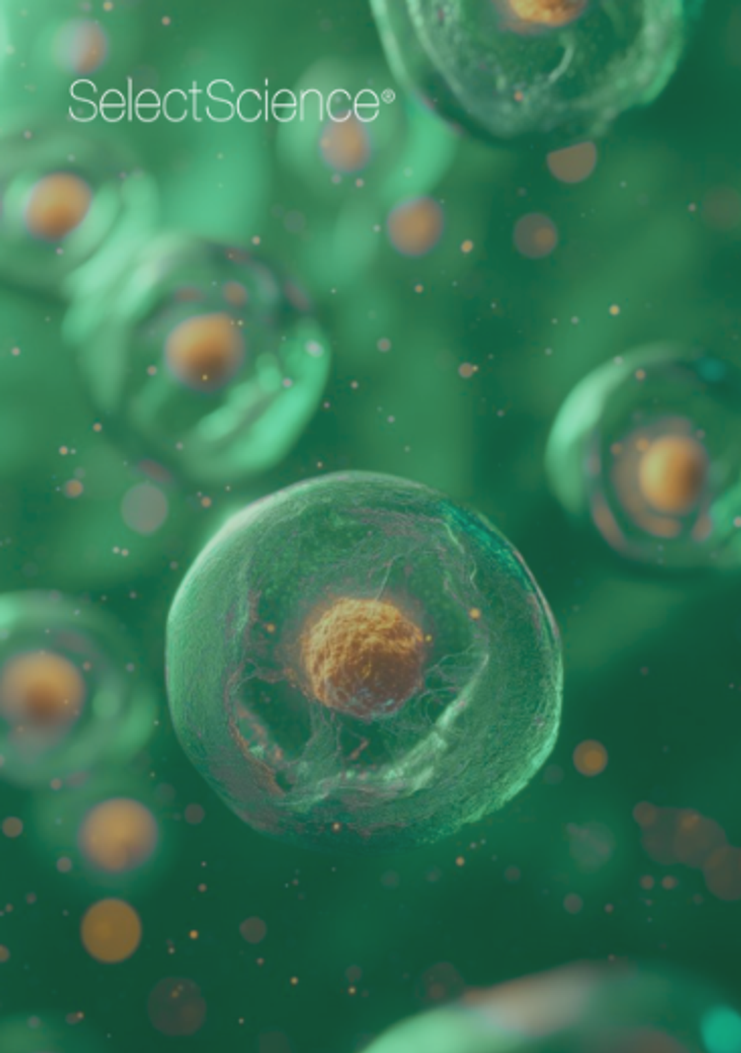 Organoids, spheroids, 3D cell culture