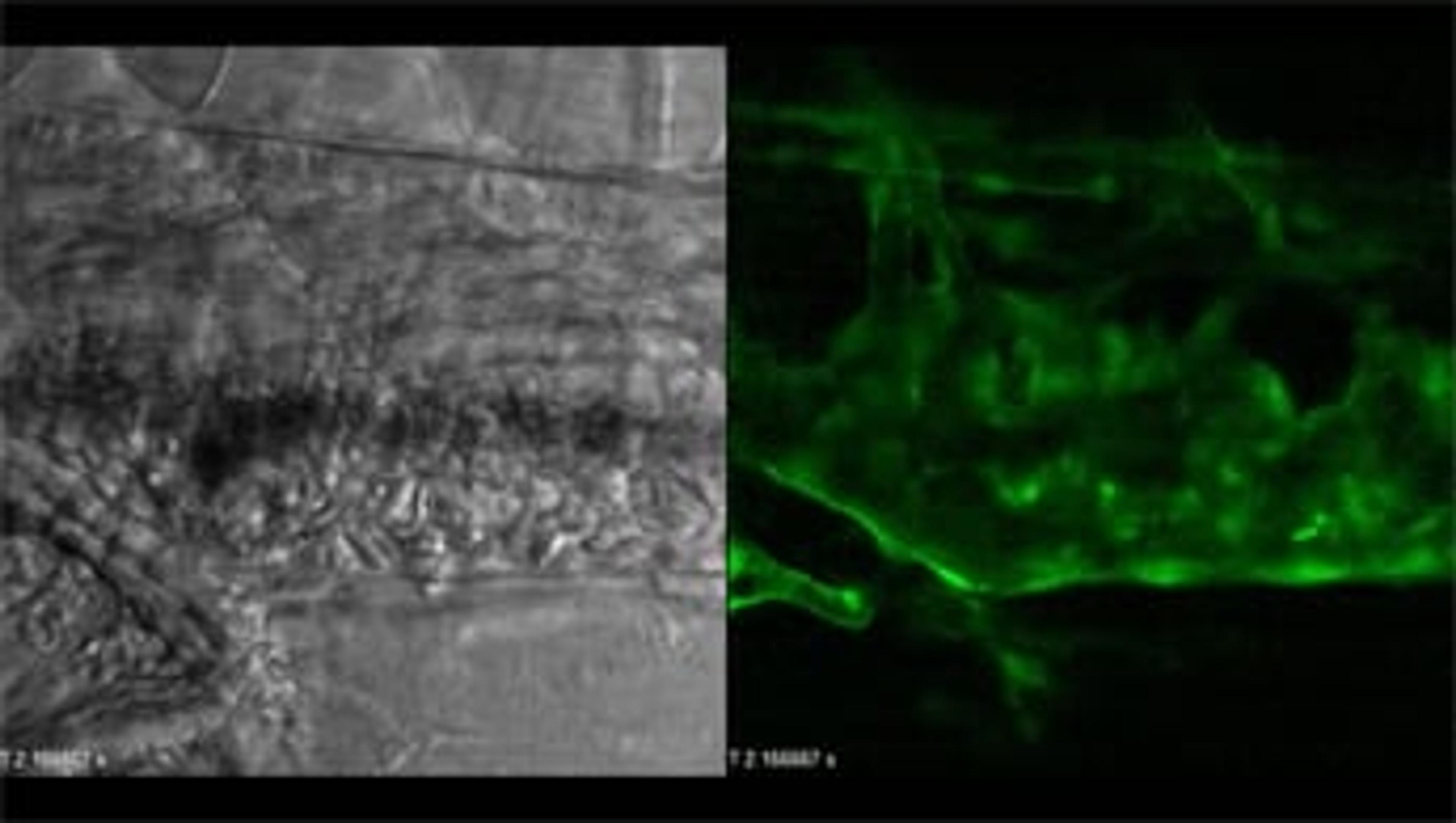 Olympus FluoView® FVMPE-RS Multiphoton Imaging System: Blood Vessel Imaging Olympus FluoView® FVMPE-RS Multiphoton Imaging System: Blood Vessel Imaging