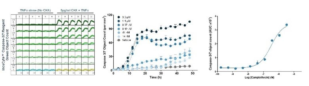 Automatically analyze the time course of apoptosis