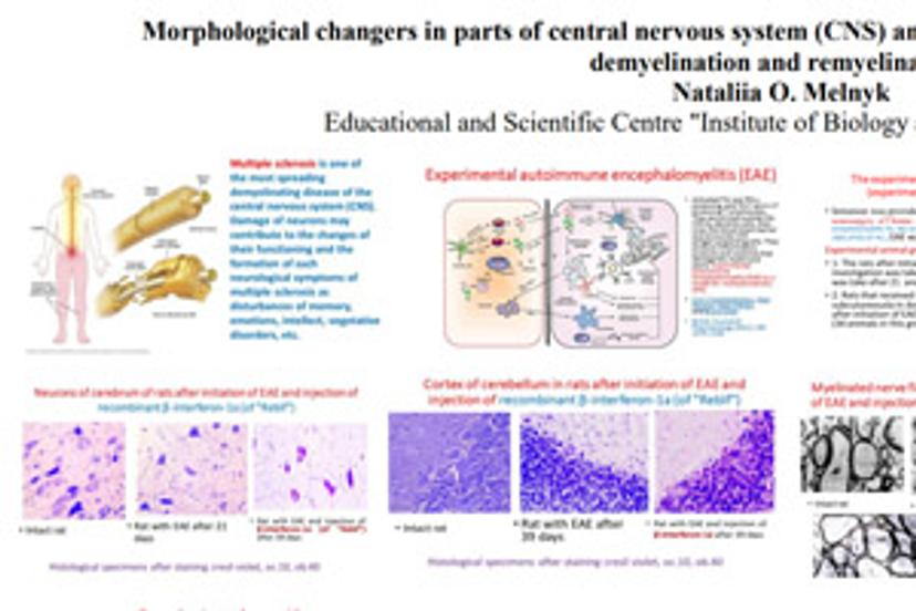 Morphological changes in parts of the central nervous system (CNS) and the thymus following demyelination and remyelination