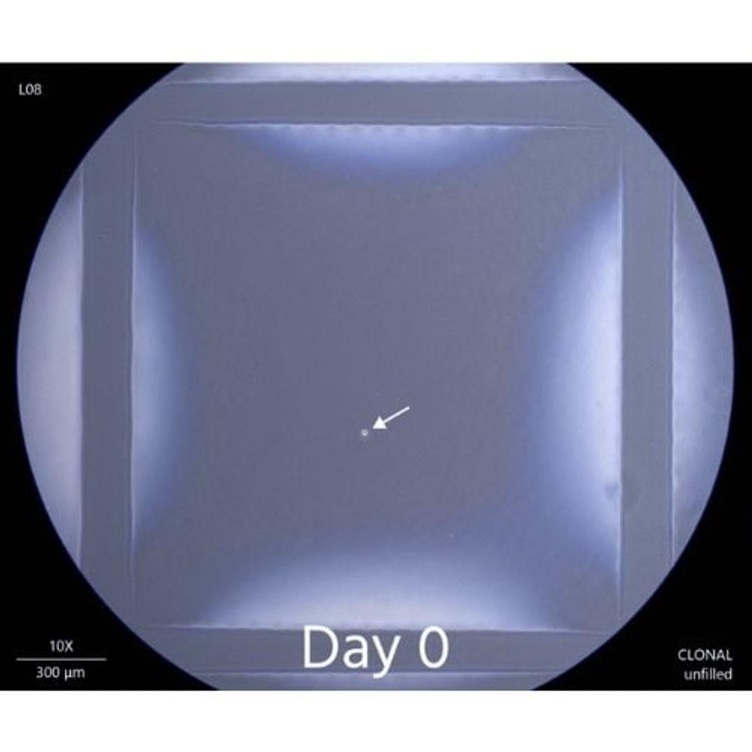 Single-cell chamber after plating day 0