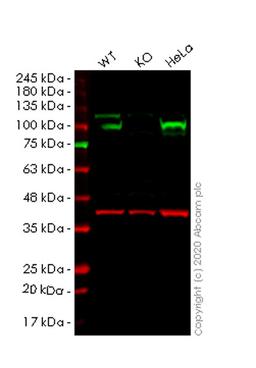 WB - HSP90B1 knockout HEK293T