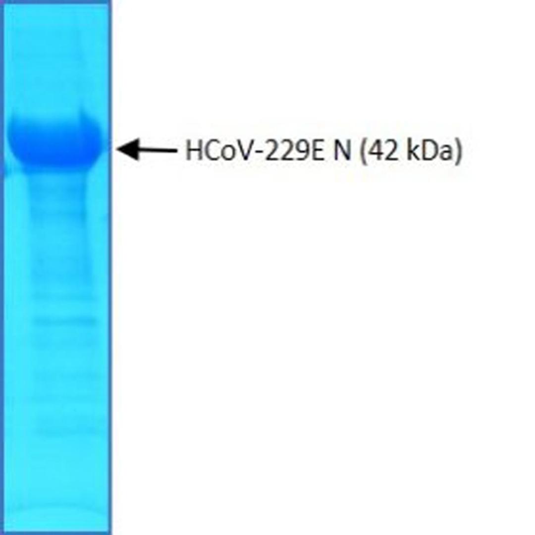 SDS-PAGE of purified recombinant HCoV-229E nucleoprotein (N)