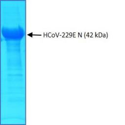 SDS-PAGE of purified recombinant HCoV-229E nucleoprotein (N)