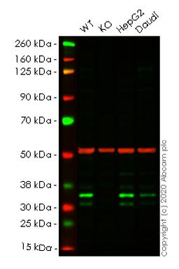 WB - PGAM5 knockout HeLa