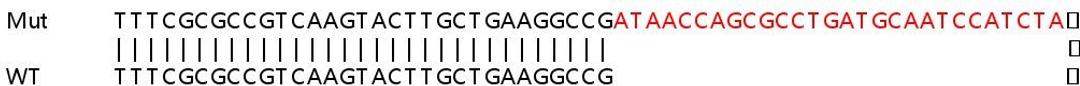 Sanger Seq - ABCD3 knockout HeLa