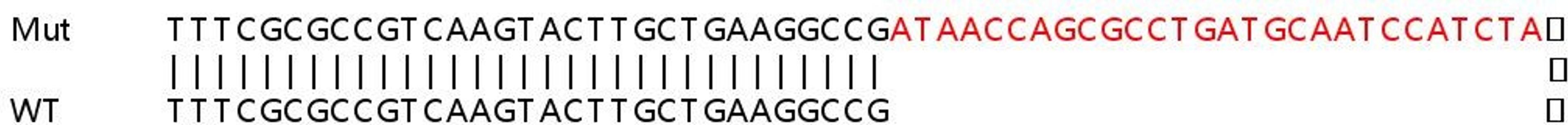 Sanger Seq - ABCD3 knockout HeLa