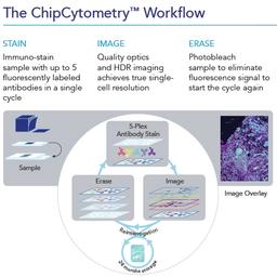 ChipCytometry workflow using the CellScape