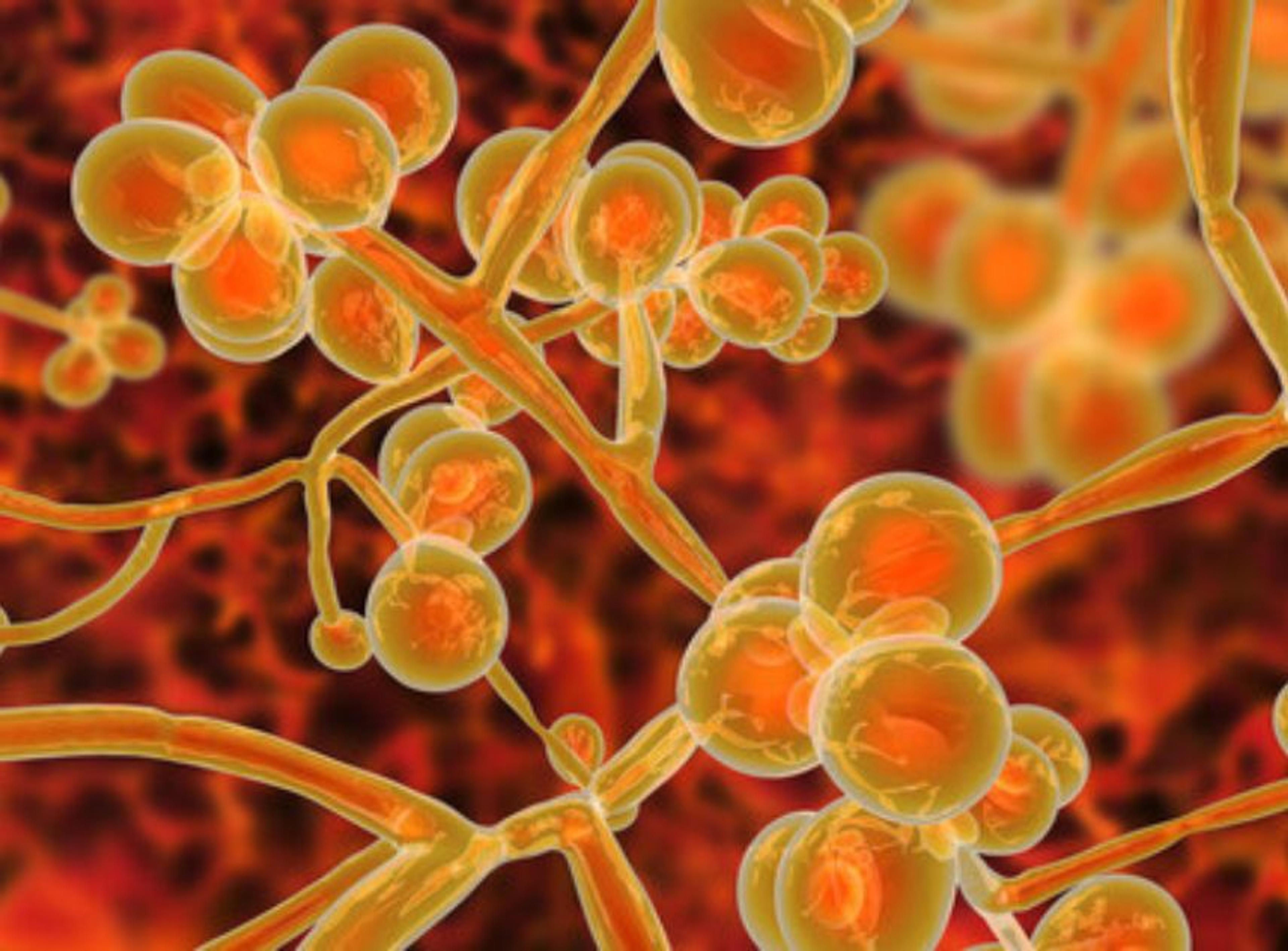Identification of Candida auris and echinocandin resistance-associated mutations