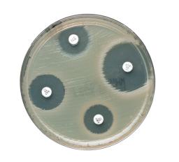 Image of the Thermo Scientific™ Oxoid™ Aztreonam-Avibactam Antimicrobial Susceptibility Discs
