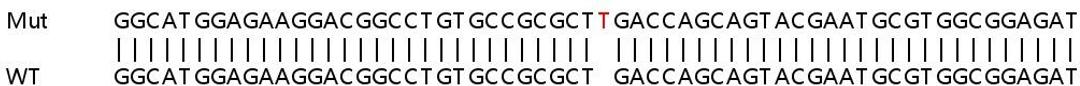 Sanger Seq - CDK6 knockout HeLa