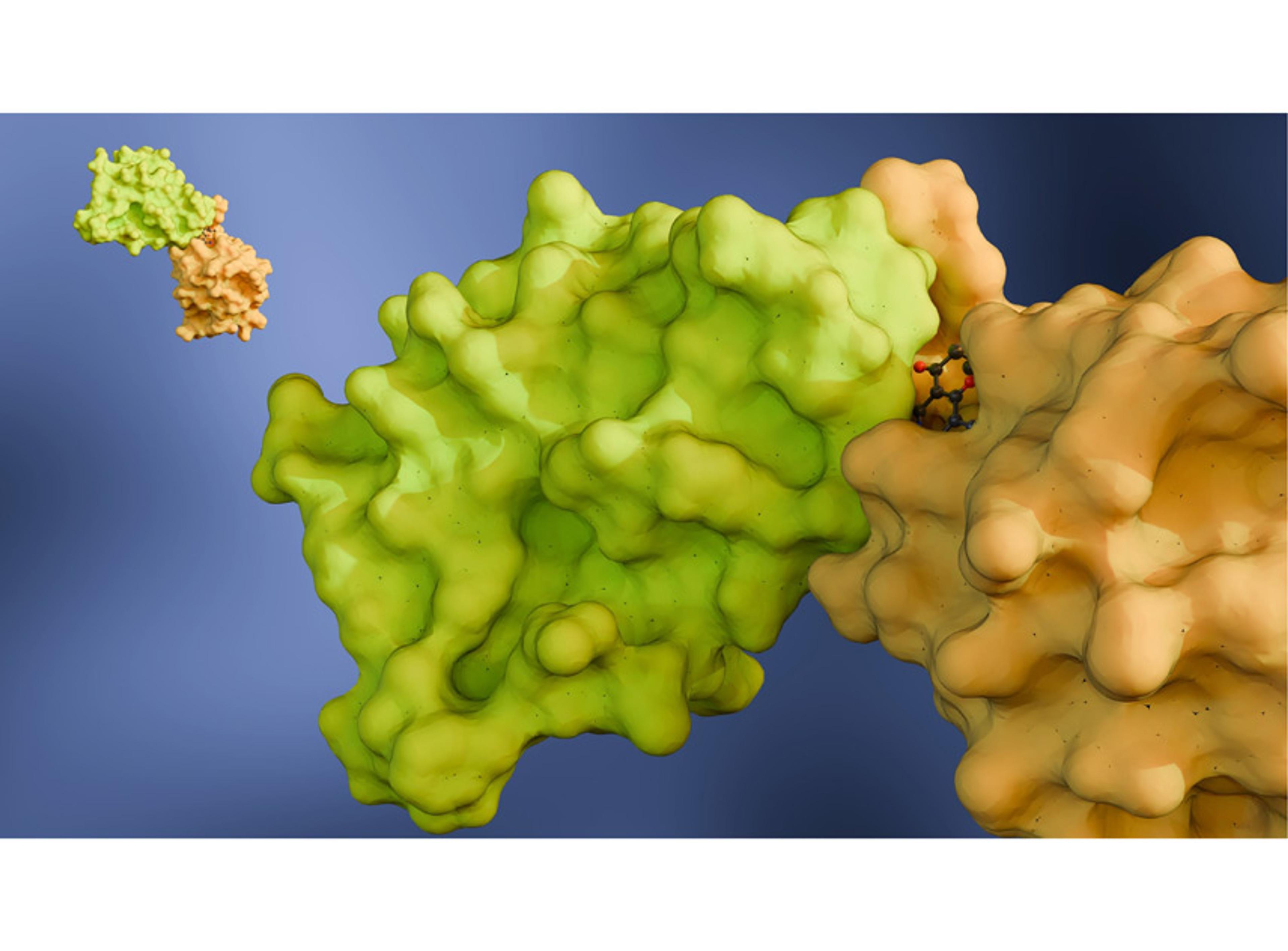 Protein Interaction Service