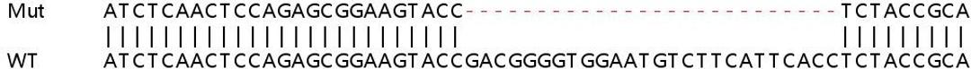 Sanger Seq - STAMBP knockout HeLa