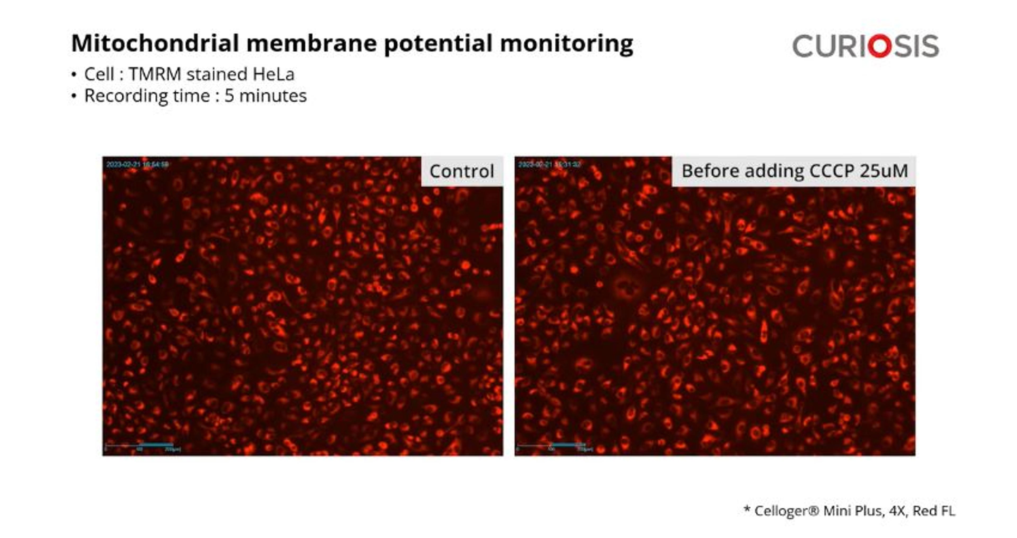 Celloger Mini Plus application: Mitochondrial potential monitoring Celloger Mini Plus application: Mitochondrial potential monitoring