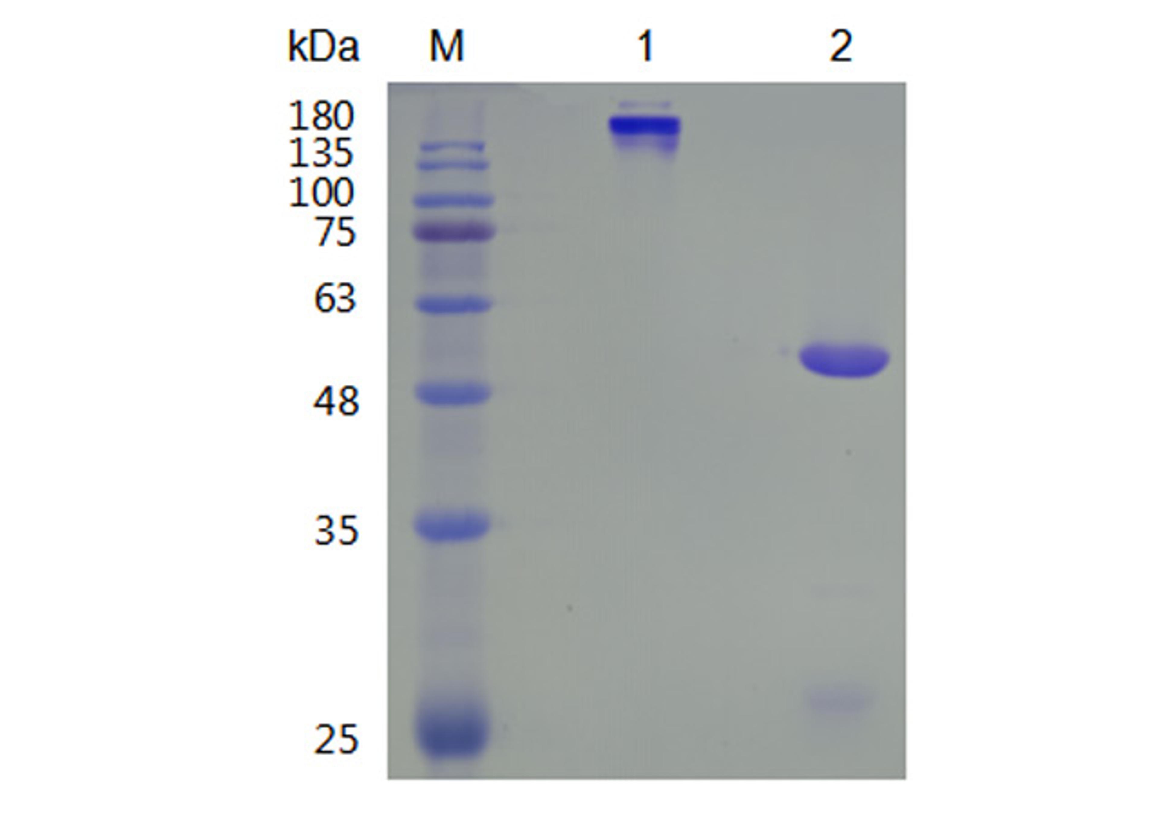 Human Anti-CRCP Recombinant Antibody (TAB-426CQ)