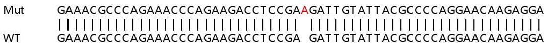 Sanger Seq - DDB2 knockout HeLa