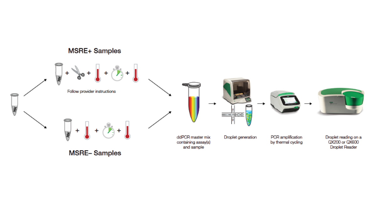 DNA methylation detection using Droplet Digital PCR