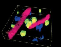 3D tomography on paint thin section