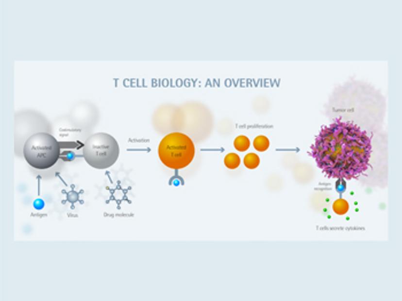 Cell proliferation monitoring - tumor heterogeneity and precision medicine application note