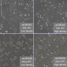 AXL knockout HeLa