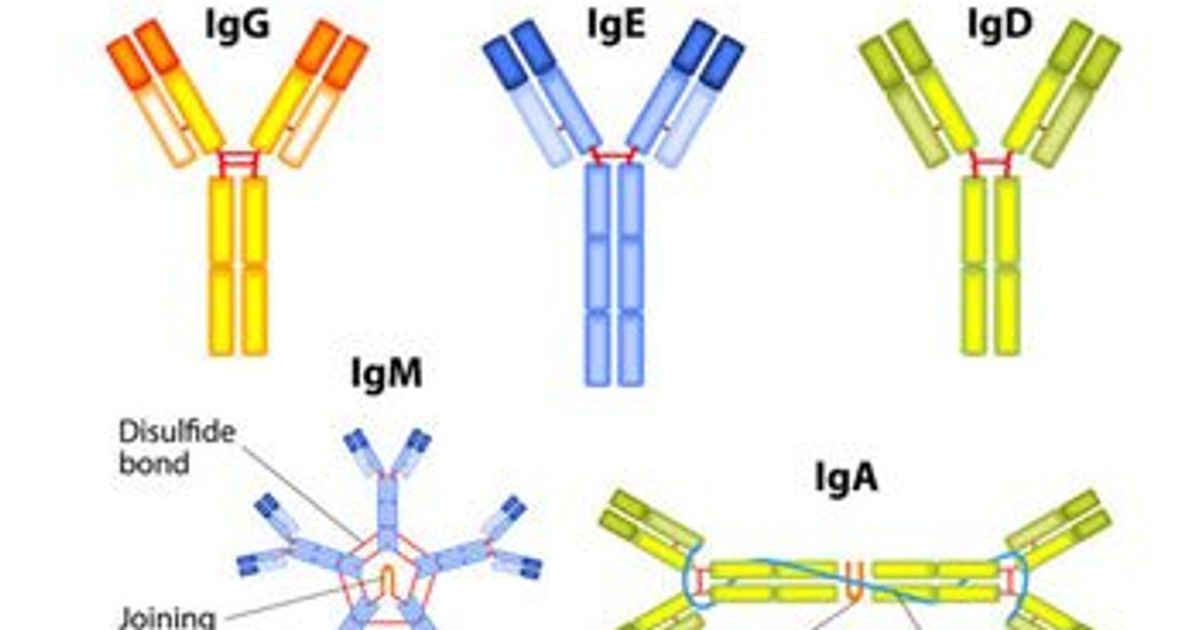 Your Ultimate Antibody Guide: Best Practices and Top Tips