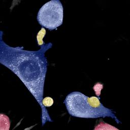 Binding_Analysis_Target + T cells