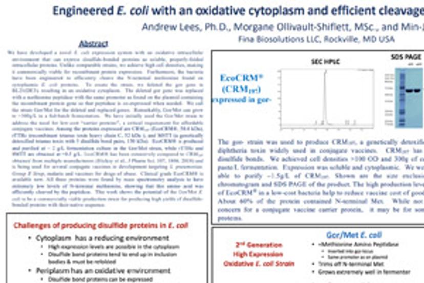 Engineered E. coli with an oxidative cytoplasm and efficient cleavage of N-terminal methionine