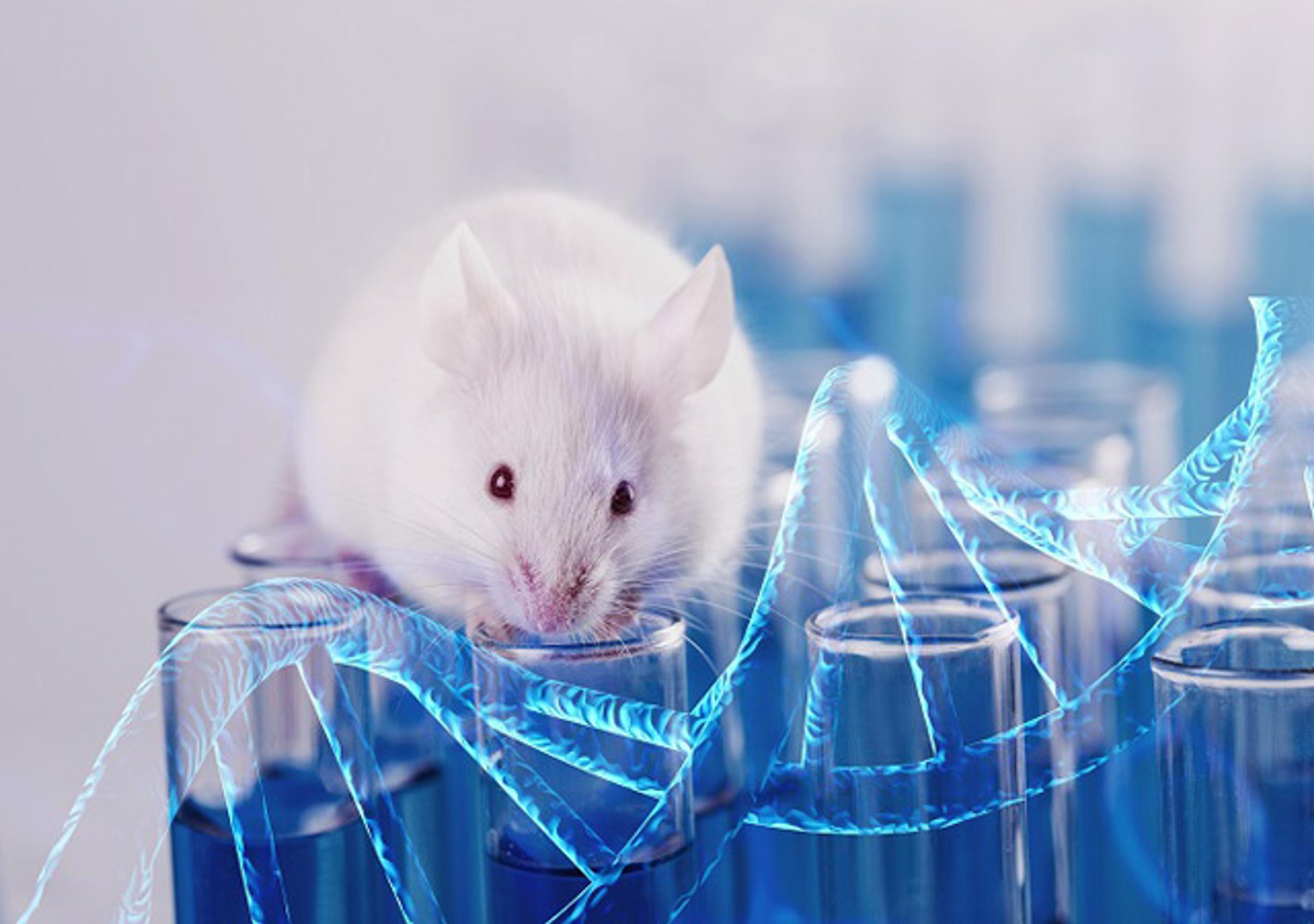 Humanized Mouse Models