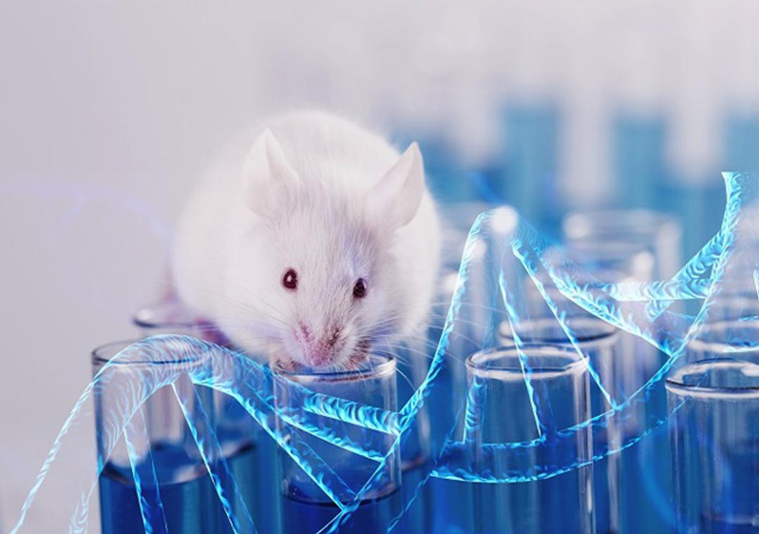 Humanized Mouse Models