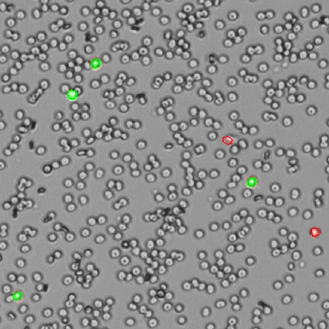 Whole blood measured with fluorescence mode & AO/PI