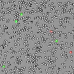 Whole blood measured with fluorescence mode & AO/PI