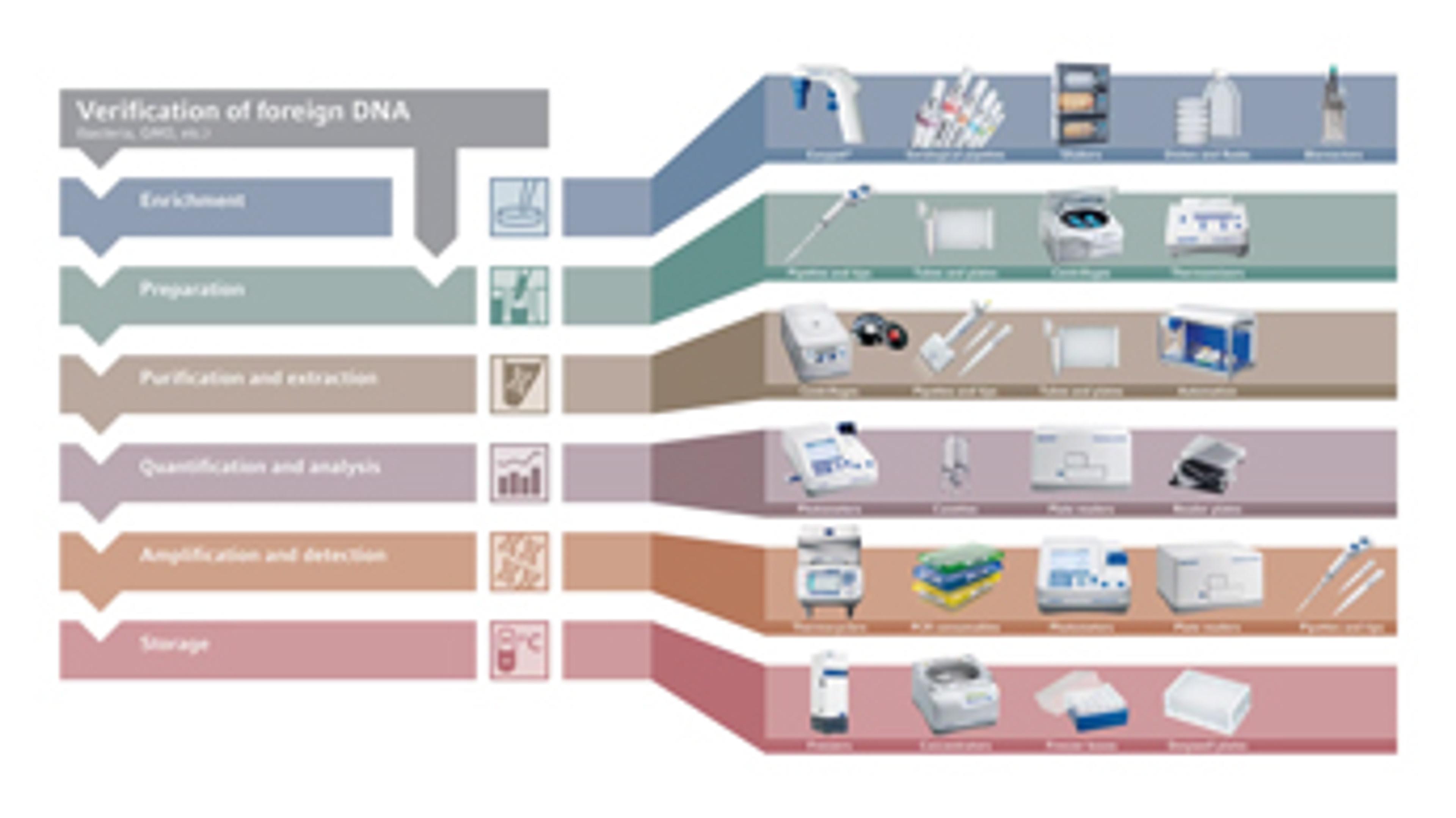 Amplification and Detection of Foreign DNA Amplification and Detection of Foreign DNA