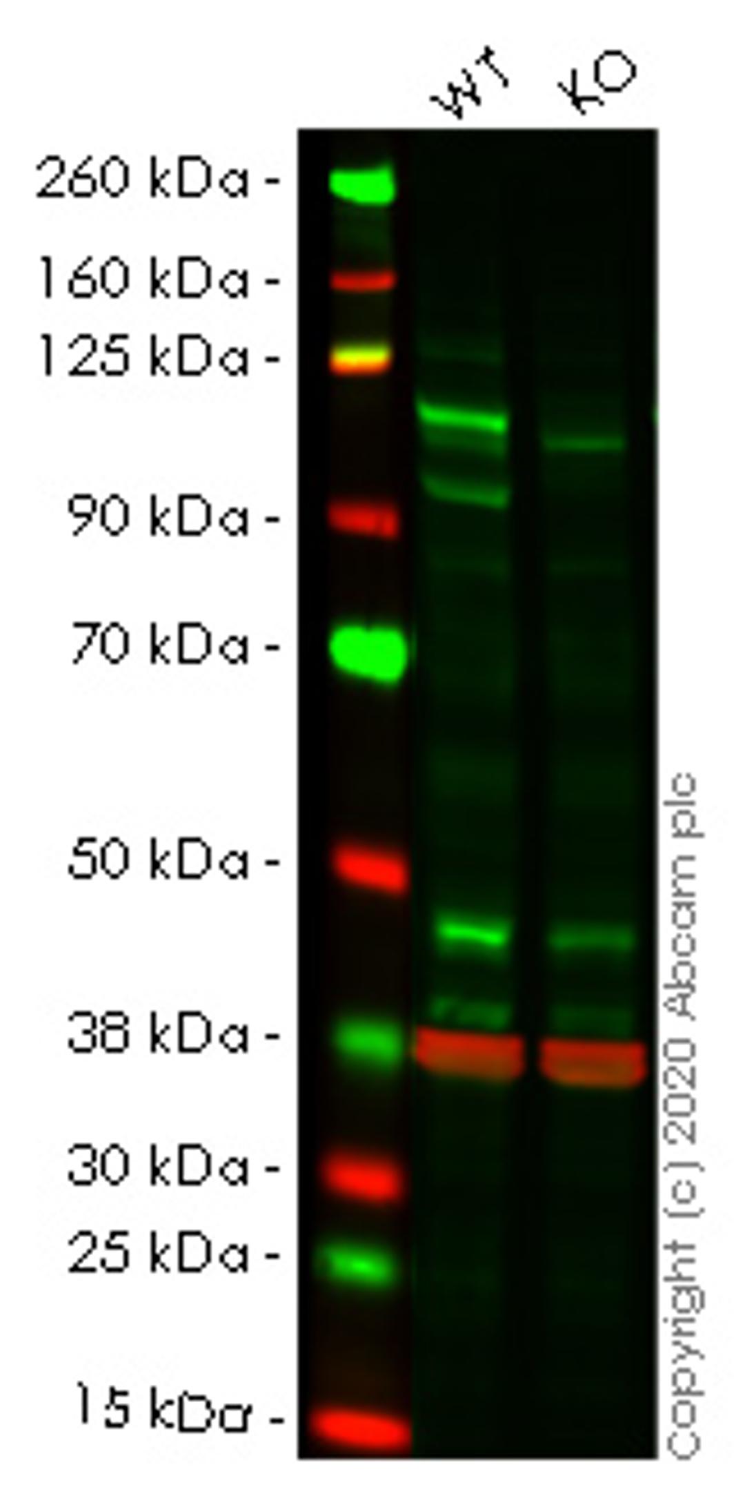 WB - STAT2 knockout A549