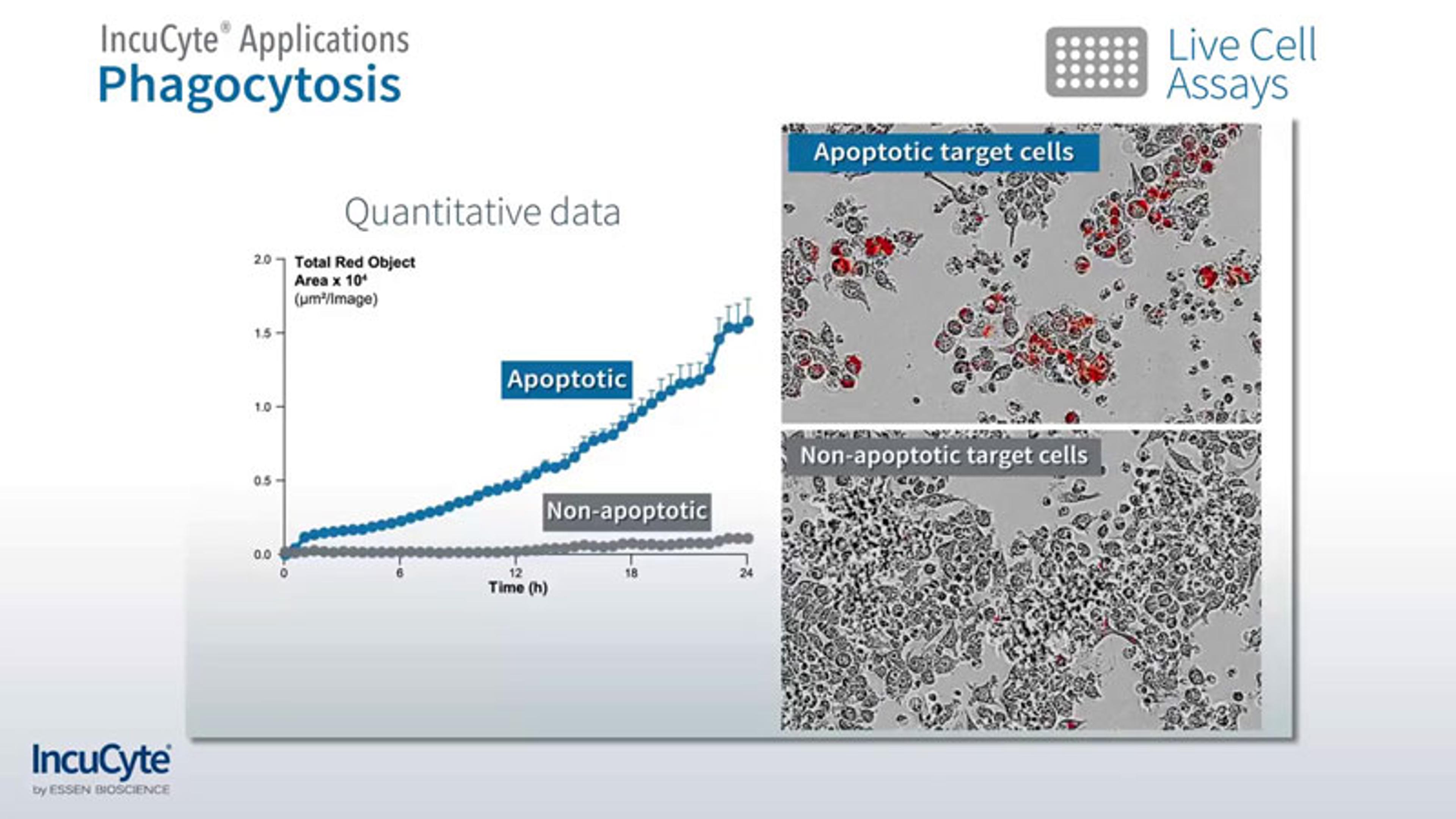 Applications for the IncuCyte® Live-Cell Analysis System Applications for the IncuCyte® Live-Cell Analysis System