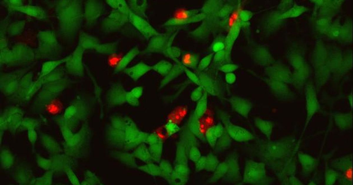 Invitrogen™ LIVE/DEAD™ Cell Imaging Kit (488/570)