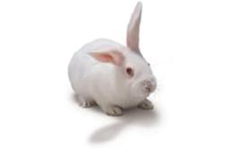 New Zealand White Rabbit Model - Charles River - Drug discovery > Pre-Clinical Development