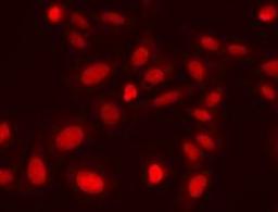 DRAQ7 - Biostatus Limited - Life Sciences