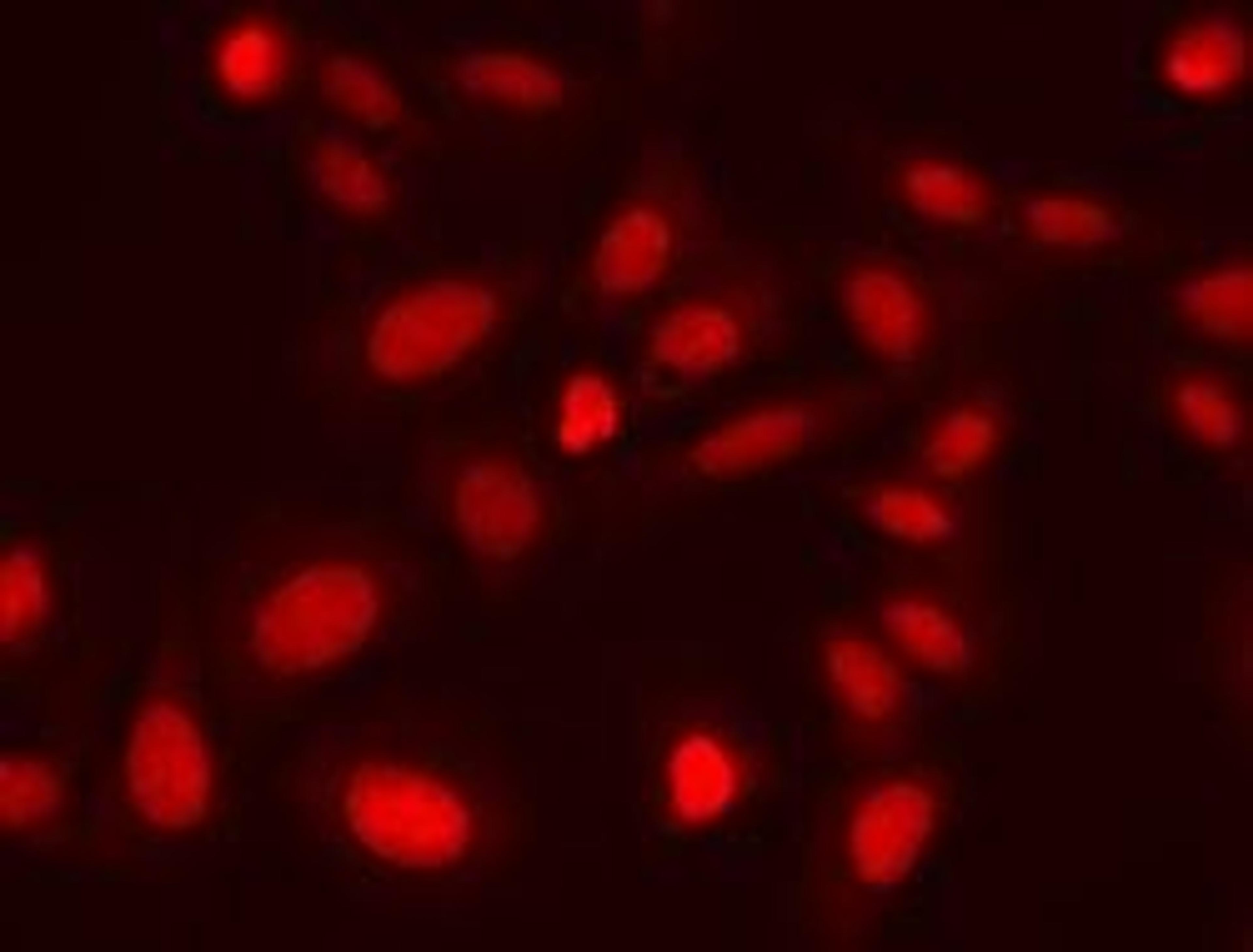 DRAQ7 - Biostatus Limited - Life Sciences