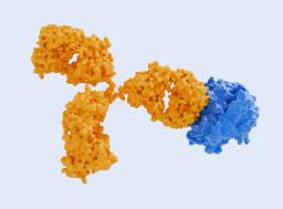 Tumor Necrosis Factors (TNF)