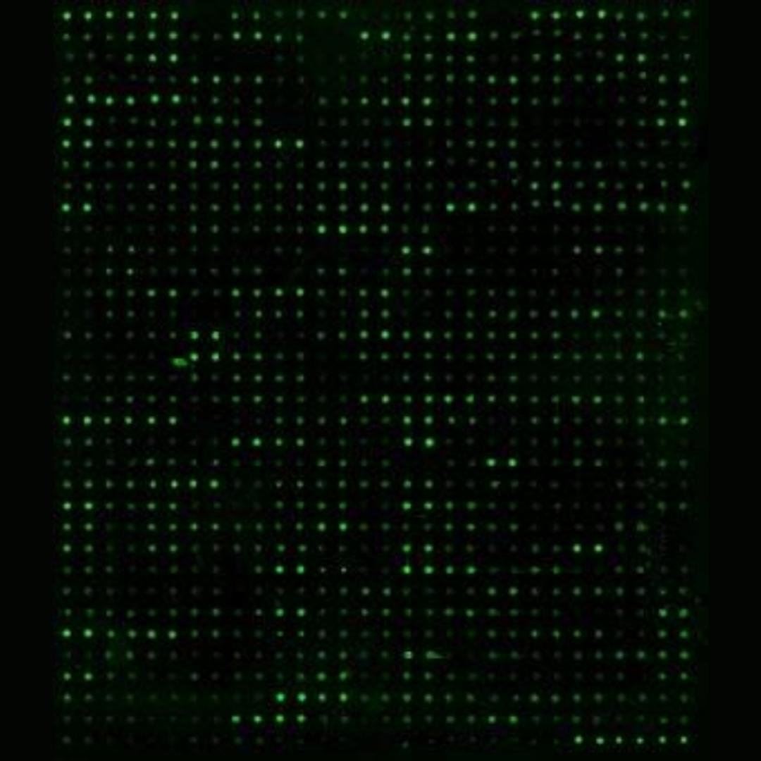 Human Protein Oxidation Array G1 - RayBiotech Inc. - Life Sciences