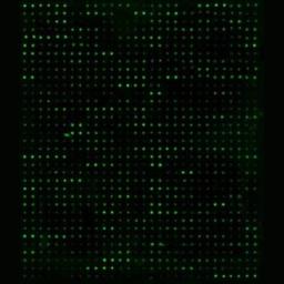 Human Protein Oxidation Array G1 - RayBiotech Inc. - Life Sciences