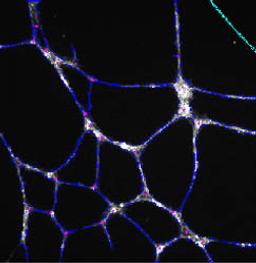 Tube Formation BioApplication - null - Life Sciences