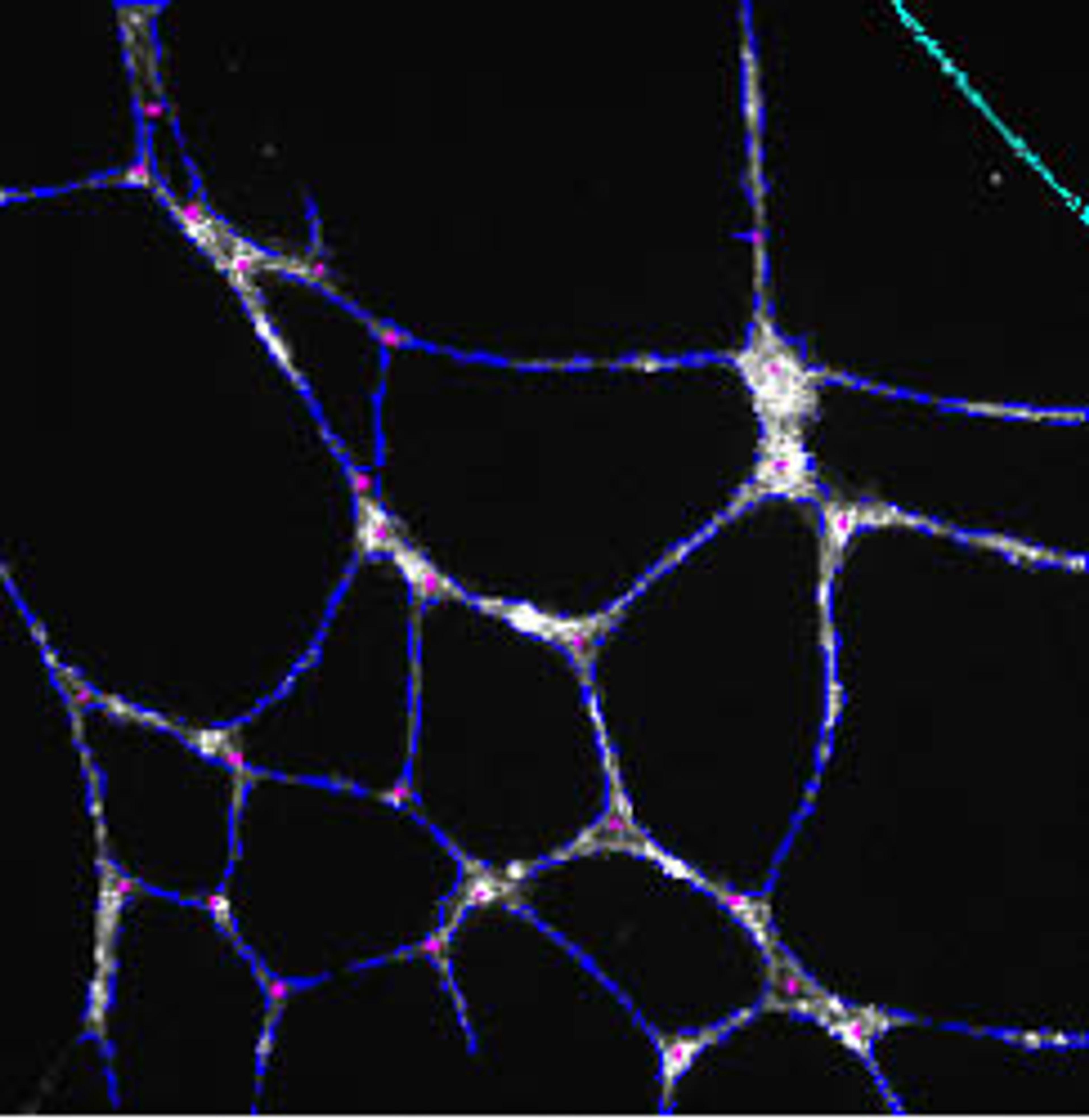 Tube Formation BioApplication - null - Life Sciences