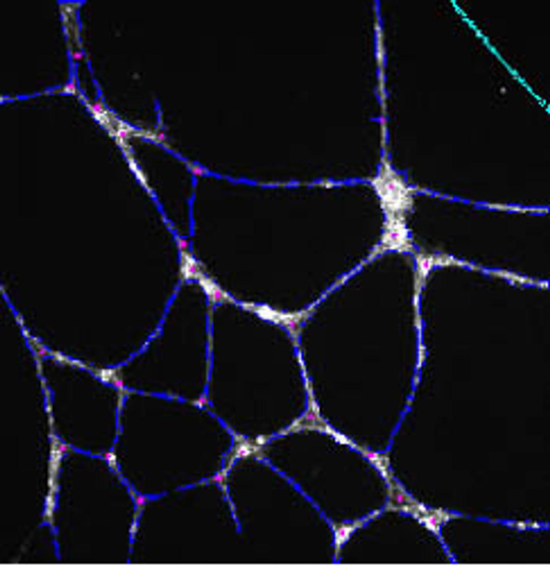 Tube Formation BioApplication - null - Life Sciences