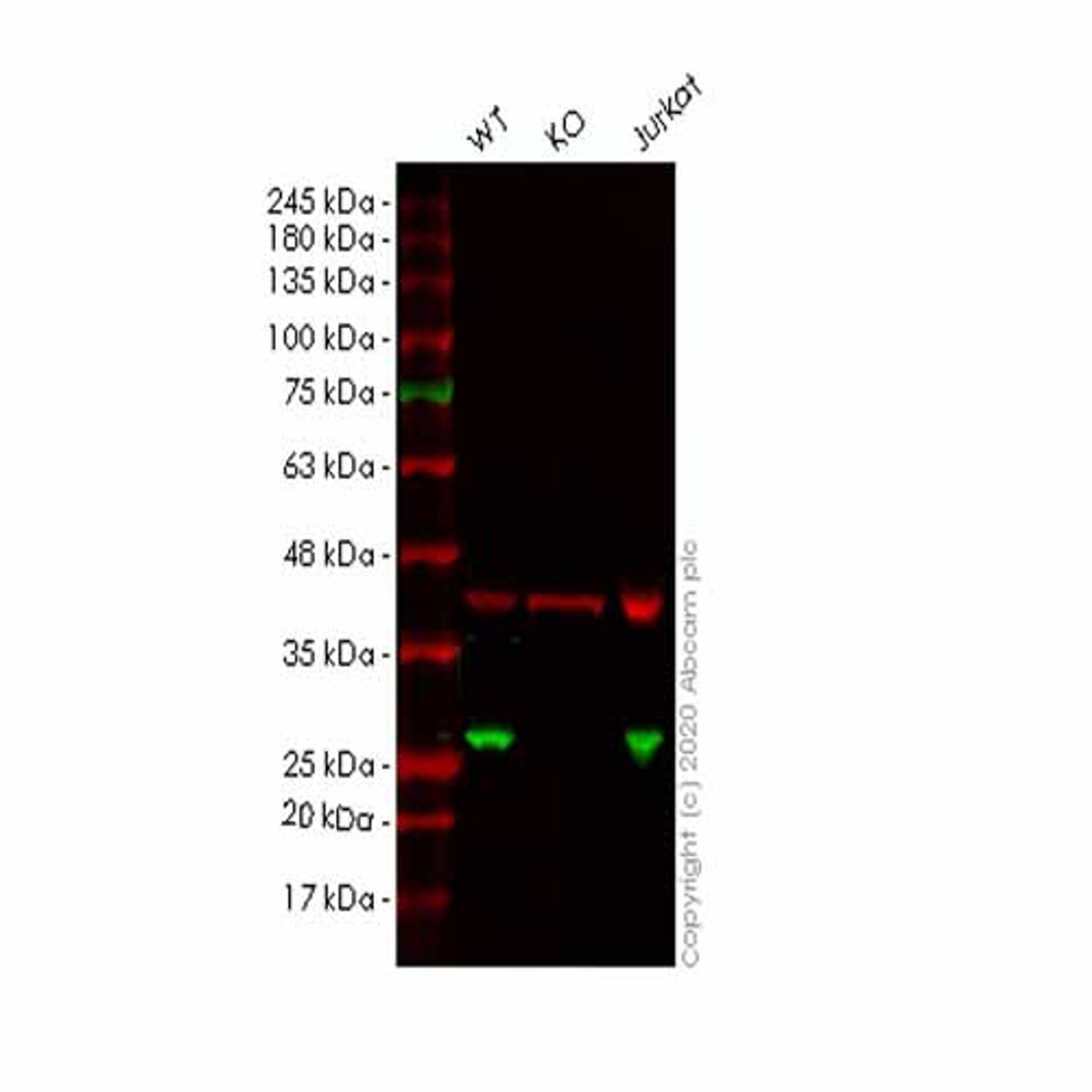 Human PRDX1 (Peroxiredoxin 1/PAG) knockout HEK293T cell line - Abcam plc - Life Sciences