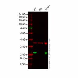 Human PRDX1 (Peroxiredoxin 1/PAG) knockout HEK293T cell line - Abcam plc - Life Sciences