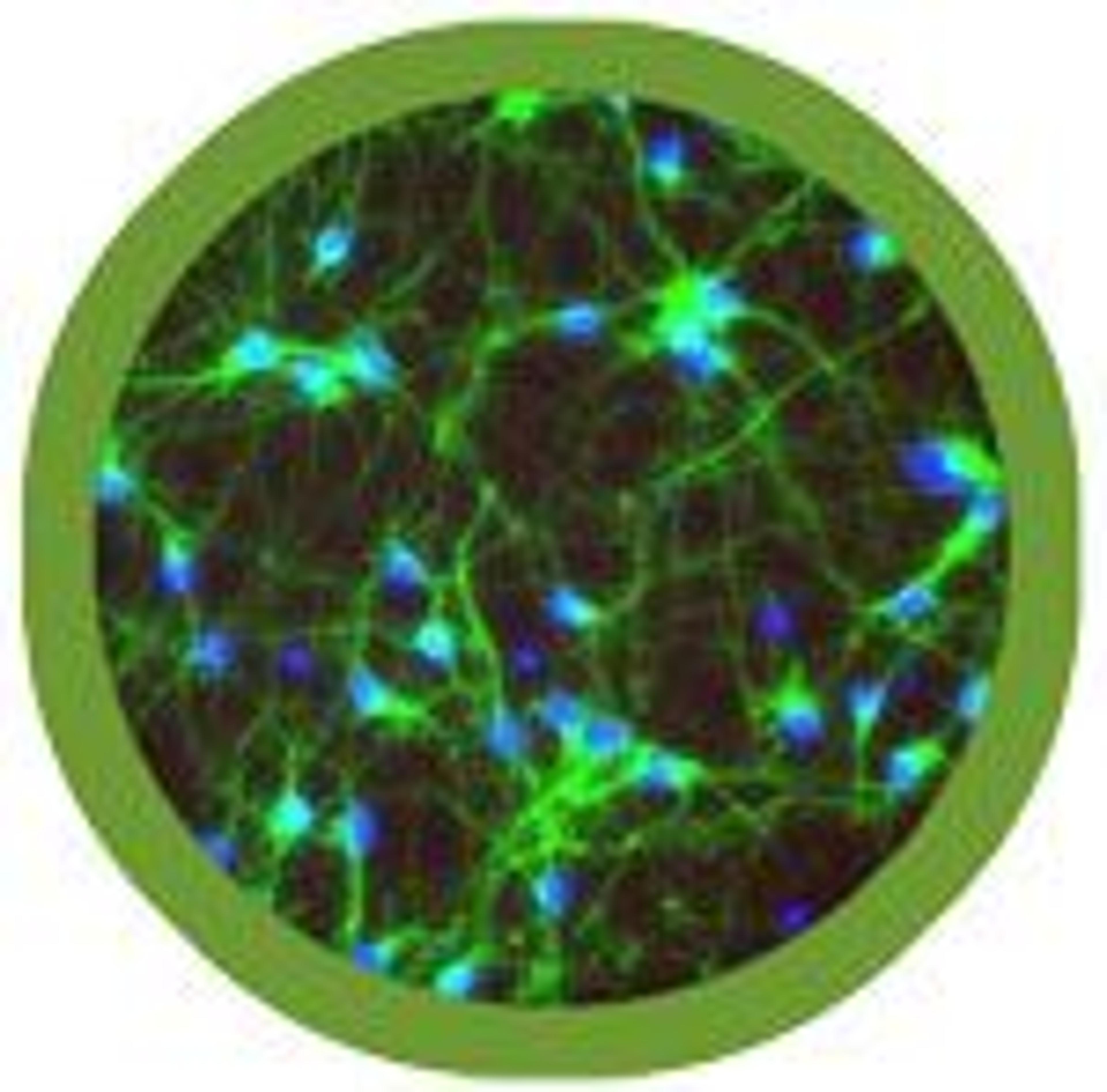 iCell Neurons - Cellular Dynamics International - Life Sciences