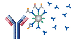 RapidQuant™ Mouse & Human IgG Antibody Quantification Assays - Merck - Life Sciences
