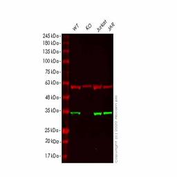 Human PNP (Nucleoside phosphorylase) knockout HEK293T cell line - Abcam plc - Life Sciences
