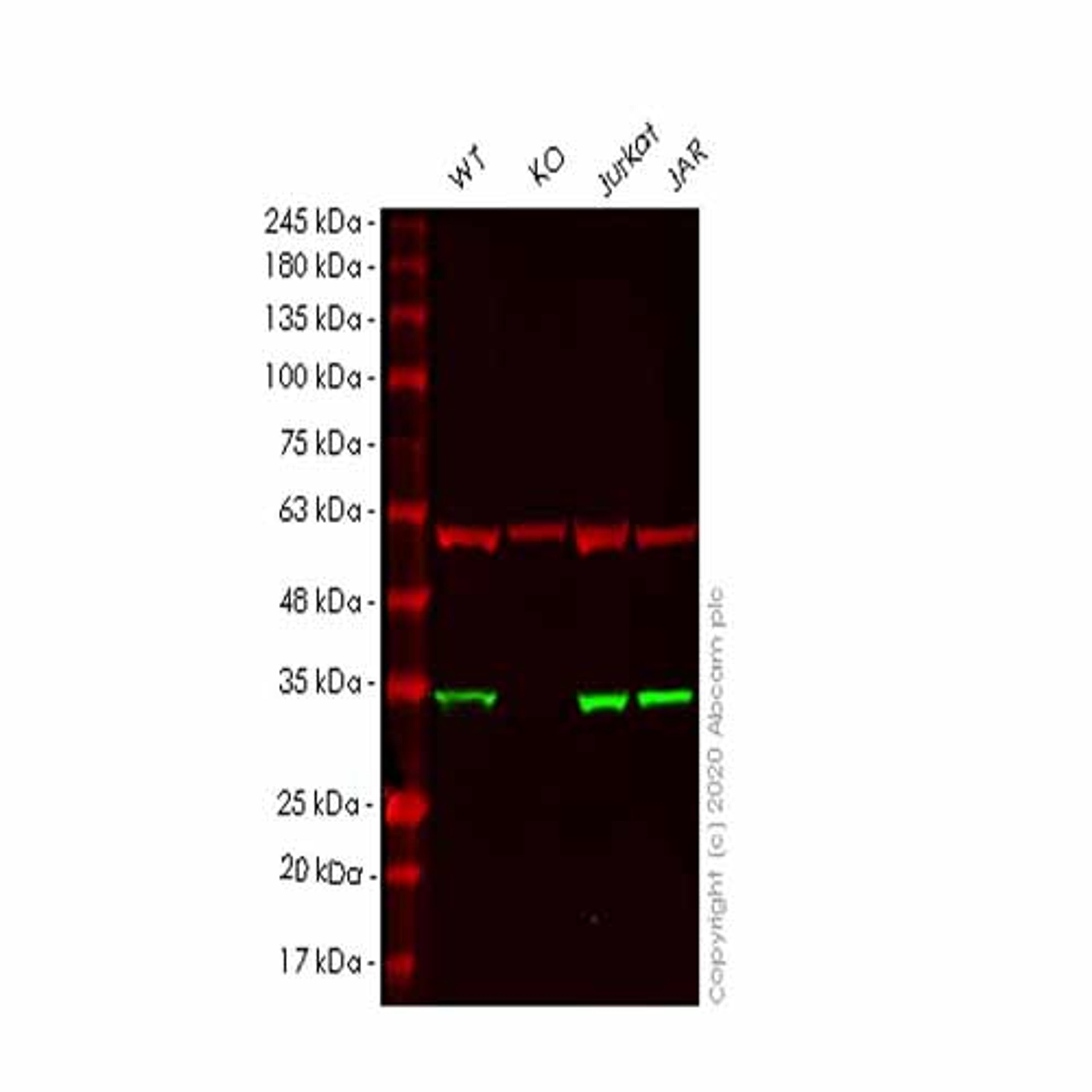 Human PNP (Nucleoside phosphorylase) knockout HEK293T cell line - Abcam plc - Life Sciences